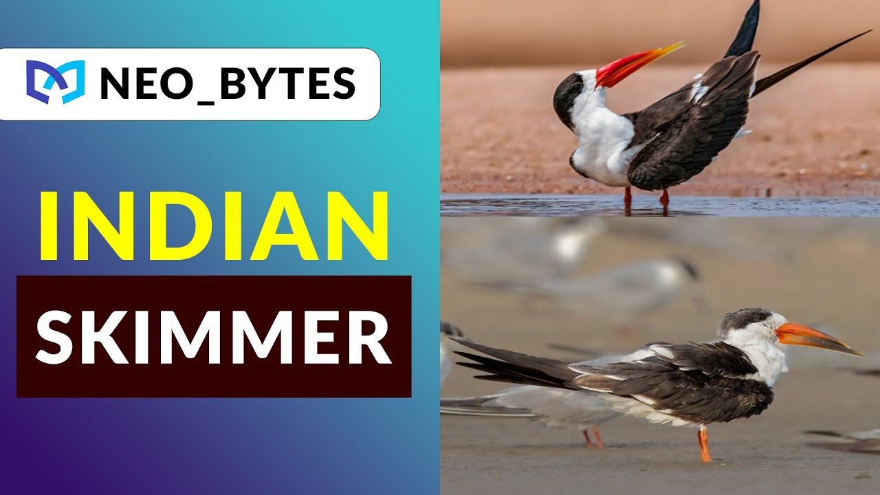 INDIAN SKIMMER by Bharat UPSC NEOMENTORS IAS Neo_Bytes YouTube