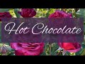 Роза Hot Chocolate на штамбе