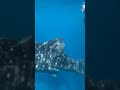 セブ島オスロブに行ってジンベエザメに会ってきた！(I went to Oslob in Cebu and saw whale sharks!)