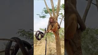 Monkey With Cobra