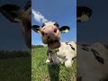 FUNNY COWS 🐄  #cows #animals #shorts