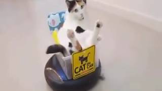 Funny Cats Acting Like Humans