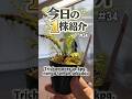 今日の1株紹介!#34今回はトイ吉園芸氏採取株のトリコマネス…!Trichomanes sp. kpg. nanga taman sekadau #熱帯植物 #Trichomanes