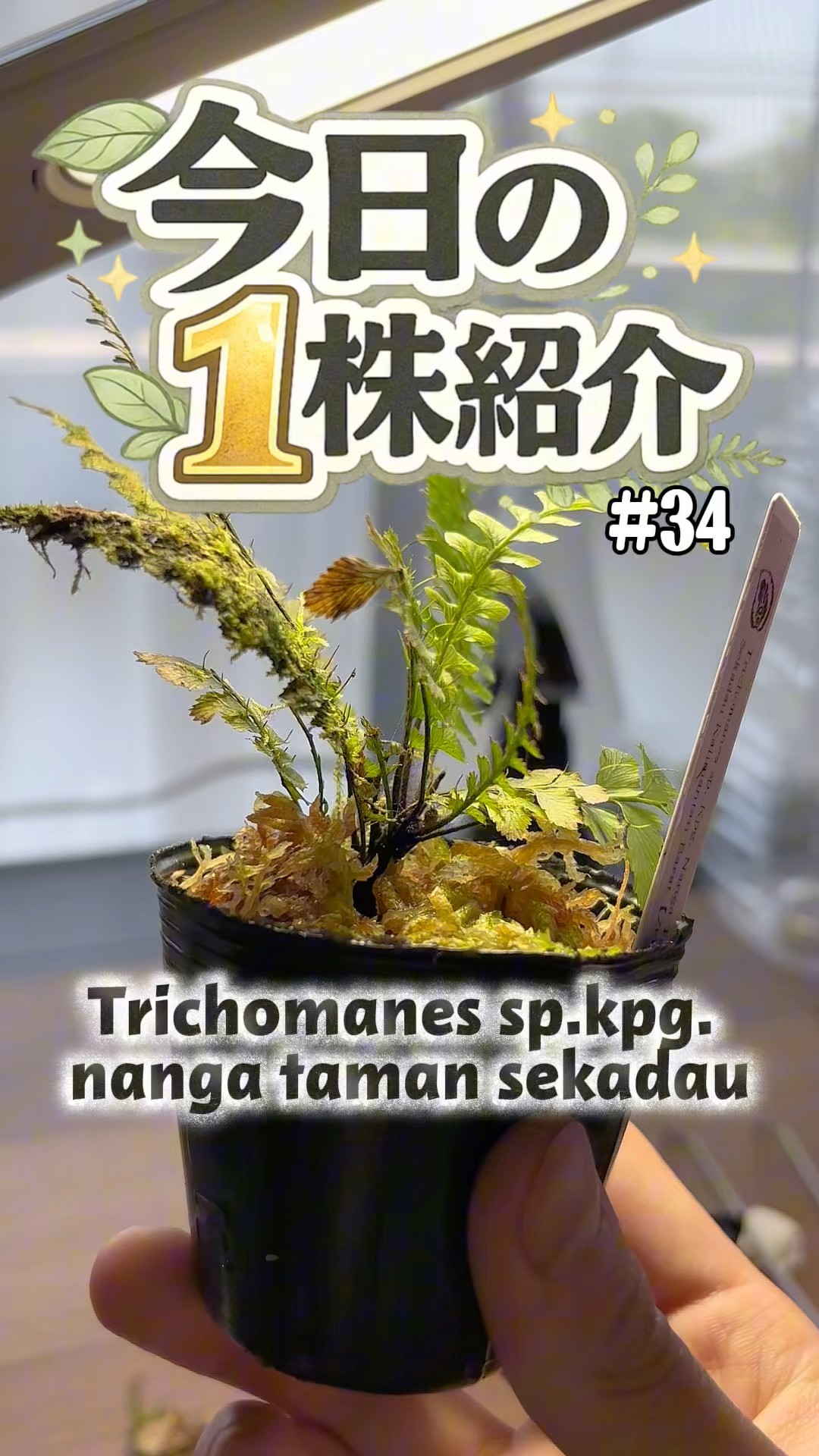 Today's Plant Spotlight! #34 Featuring a specimen collected by