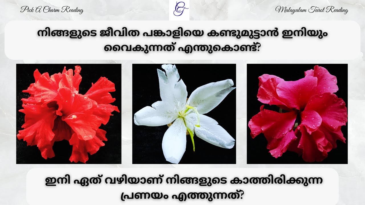 നിങ്ങളുടെ ജീവിത പങ്കാളിയെ കണ്ടുമുട്ടാൻ ഇനിയും വൈകുന്നത് എന്തുകൊണ്ട്?| #futurespousetarot #pickacharm
