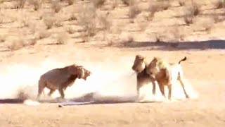 Male Lions fight for territory. 1 vs 2