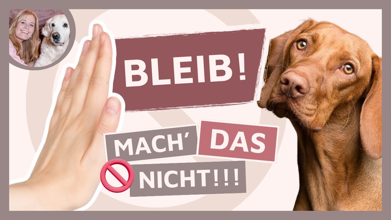 BLEIB in 5 Minuten, wie dein Hund ein Bleib lernt