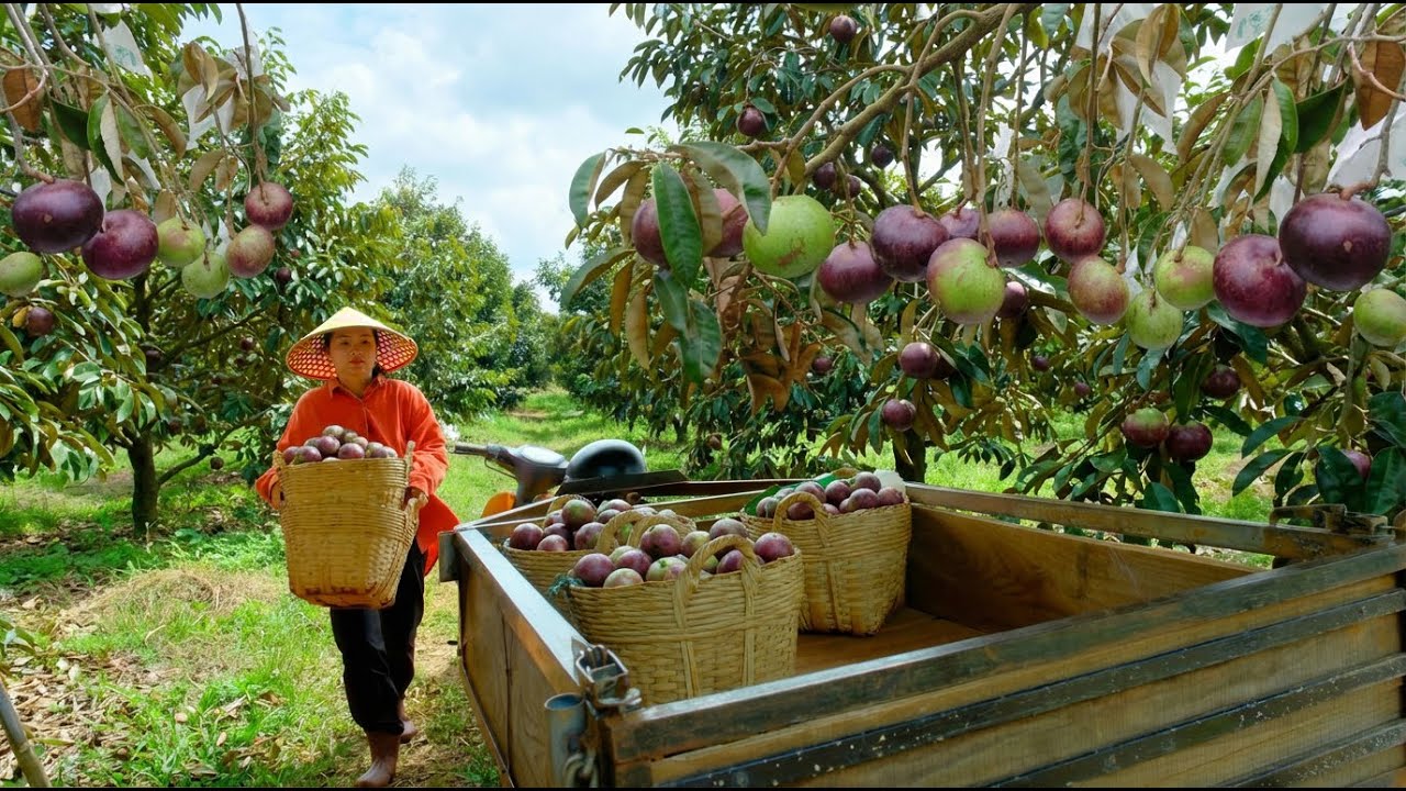 Harvest A Full Cart Of Purple Star Apples To Sell At The Market –Remove Tomato Trellis, Improve Soil