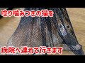 家庭内野良で凶暴性がある子ですが、どうしても病院へ連れて行きたい理由