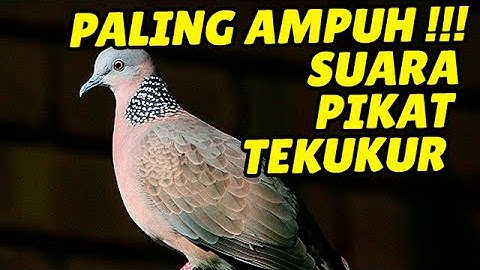 TEKUKUR GACOR UNTUK PIKAT DAN PANCINGAN 100 % AMPUH BUAT SEMUA PERKUTUT JADI NYAUT