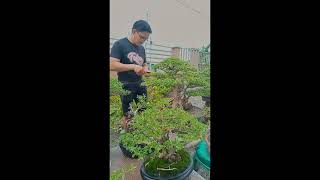 Branches Selection, Wiring & Triming My Bonsai