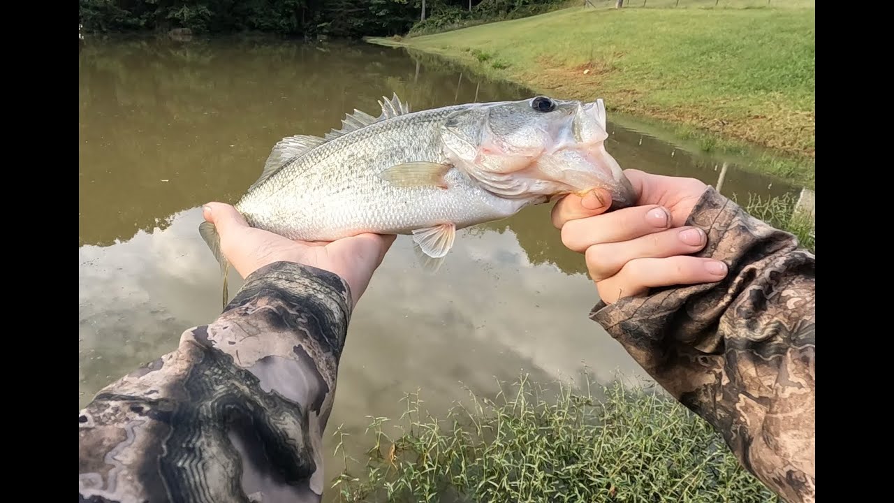 bass fishing with the flyrod #dinkzilla