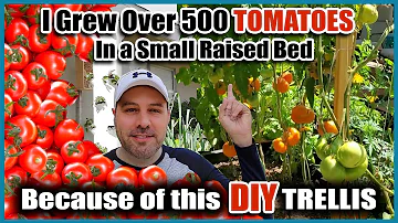 Jak dlouho rostou neurčitá rajčata?