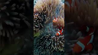 Let’s find Nemo! #scubadiving #philippines #palawan #nemo #anemone #padi #ocean #travel #fun #beach