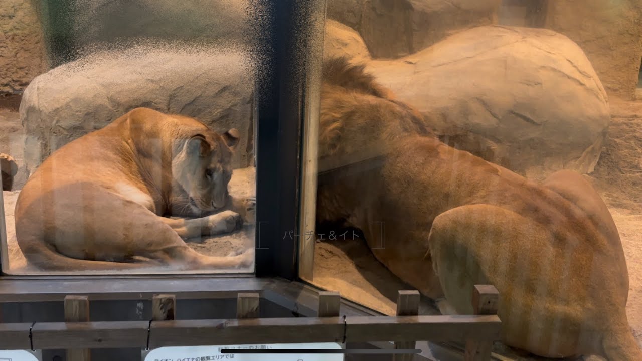円山動物園ライオンパーチェ＆イト雪の日柵越し2026.2