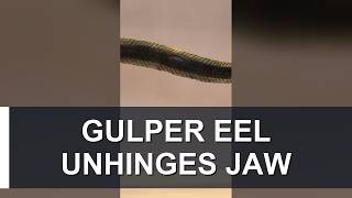 Gulper Eel: This Deep Sea Fish Swallows Prey BIGGER Than Itself