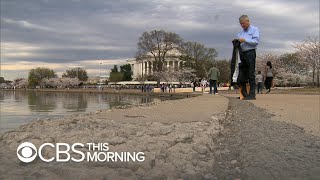 Tidal Basin faces uncertain future thanks to crowds and erosion