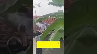 warga Cilacap di sengat puluhan tawon vespa hingga meninggal dunia #cilacap #tawon #beritaterkini