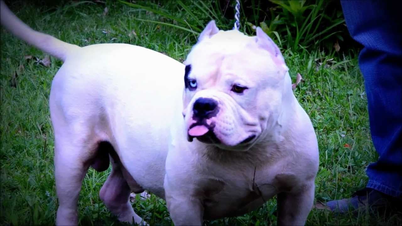 white devil pitbull