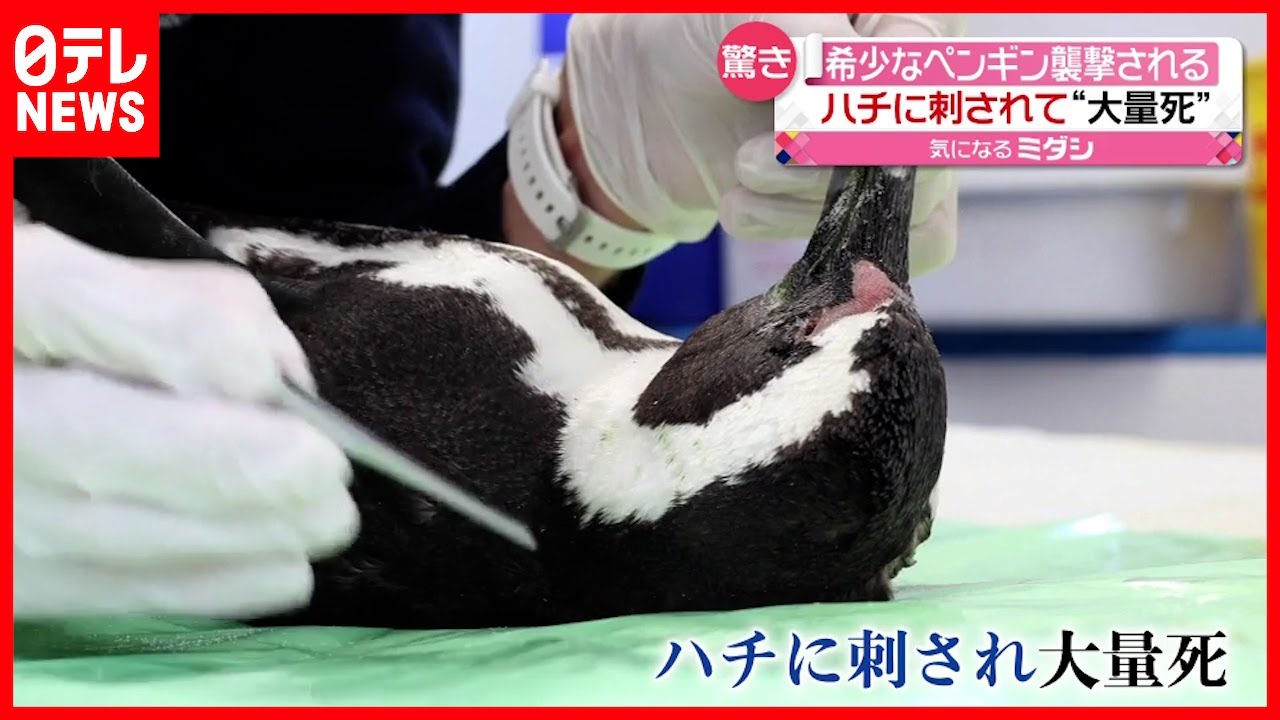 大量死 希少なペンギン 蜂 に刺され６３匹死亡 Youtube