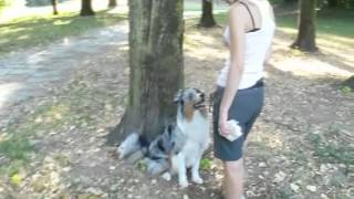 Dog Games: The Preydummy - Dog Training & Education #8 | Paw Shake screenshot 3