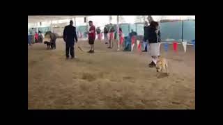 Colorado Adba 2022 Dog Show Day May 8 Video