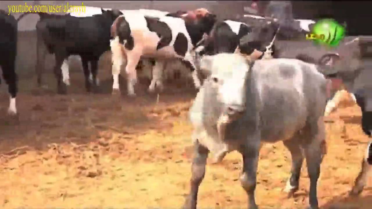 طفيليات الدم في الابقار والجاموس وطرق الوقاية