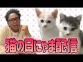 サンシャイン池崎猫の日チャリティーにゃま配信!