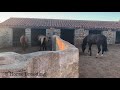 Yeguas bayas y caballo castaño.caballos de pura raza