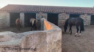 Yeguas bayas y caballo castaño.caballos de pura raza