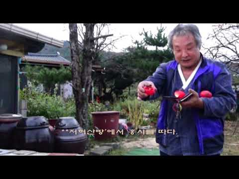 [북두성TV]시가 있는 만주기행:저허산방을 찾아서(홍시를 따다,서정주 시-서지월이의 홍시 낭독)