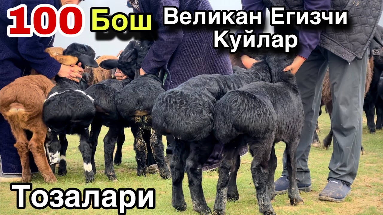100 Бош Куй Кузилар! ☎️+998 99 048 9595