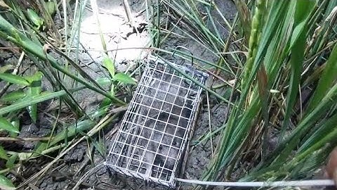 BẪY CHUỘT ĐƯỜNG MÒN KHÔNG CẦN MỒI DÍNH KHÔNG THẾ TƯỞNG #SANBATMIENTAY79 