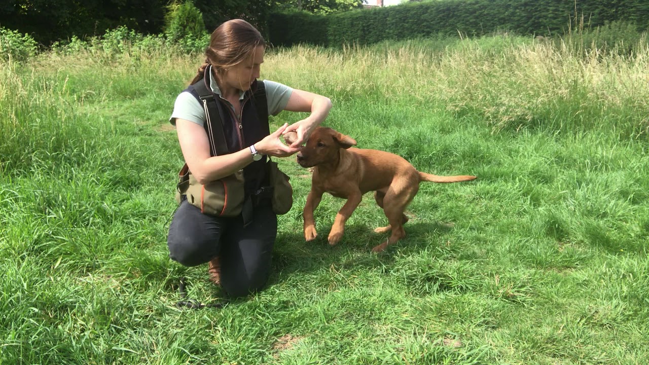 Marking dummy - gundog Puppy training - Steadiness - Labrador ...
