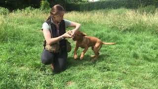 Marking dummy - gundog Puppy training -  Steadiness - Labrador retrievers