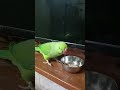 mitthumitthu 67 #mitthu #mitthumitthu #parrot #talkingparot #birds #parrotsound #cute #mithukibatain