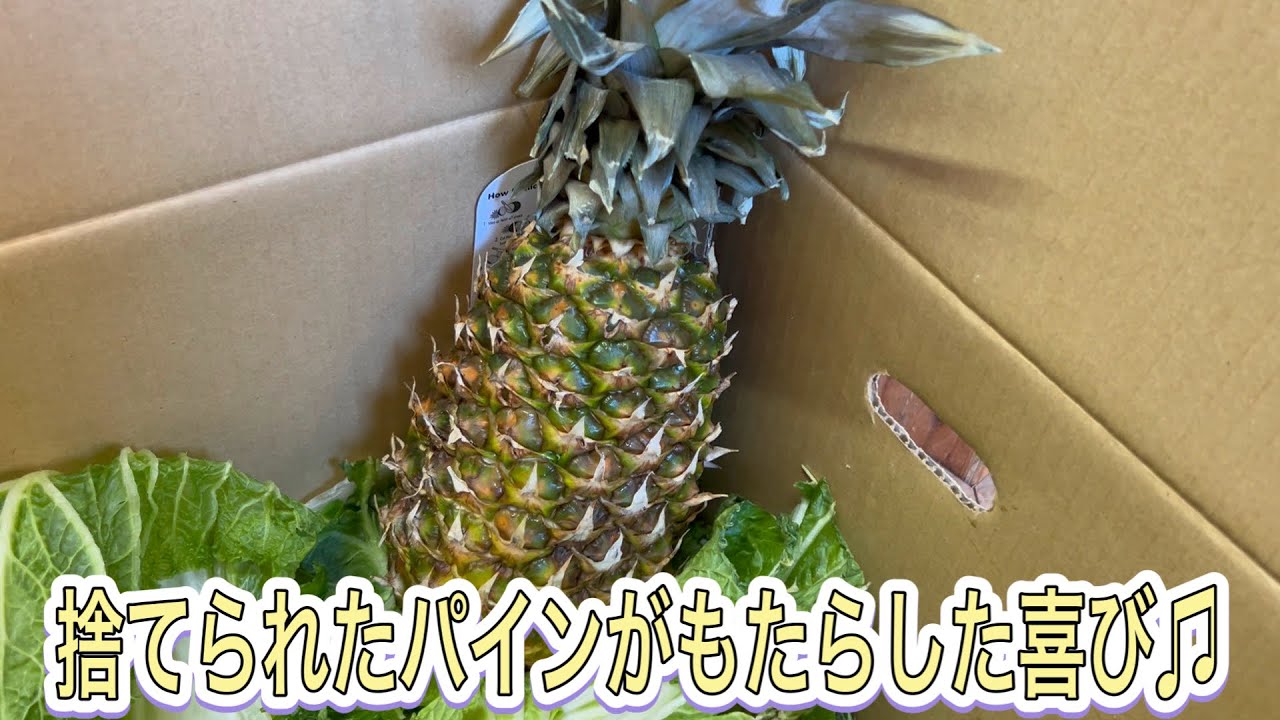 お店で捨てられたパインが動物園の動物達にもたらした喜び♫