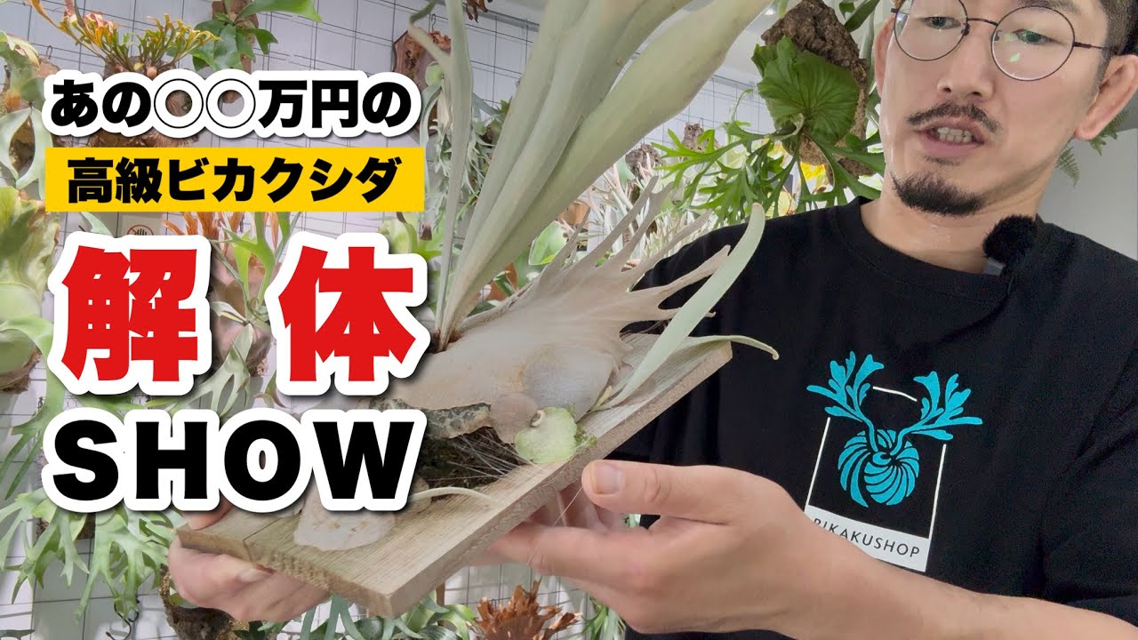 【板替え動画】あの○○万円の高級ビカクシダを解体！