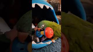 How Twinkie Determines His Night