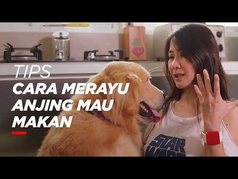 Video: Kenapa Whine Dog Whine dan Bagaimana saya Boleh Menghentikannya?