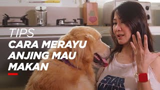 Tips Atasi Anjing Susah Makan  Dokter Hewan Rajanti