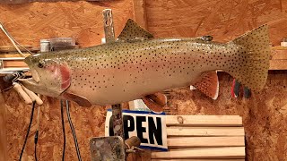 How to a Reproduction Rainbow Trout