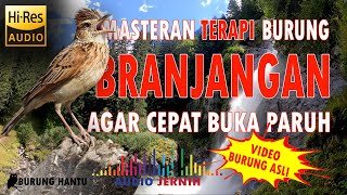 Suara Branjangan Masteran Terapi Dan Pancingan Bunyi Cepat Buka Paruh