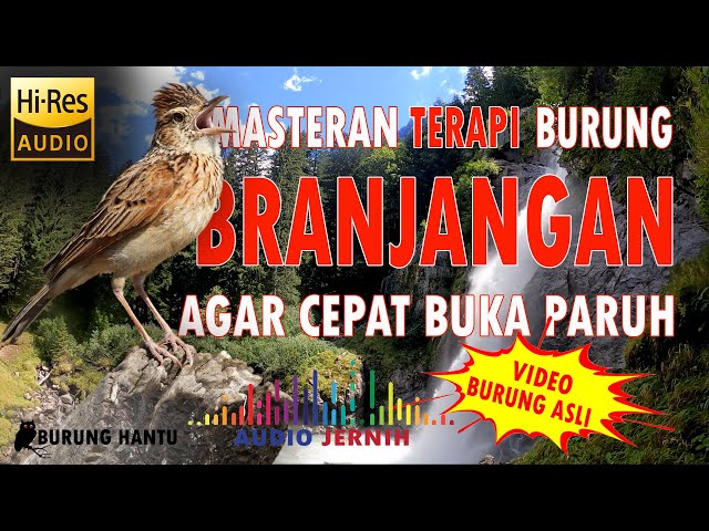 Suara Branjangan Masteran Terapi Dan Pancingan Bunyi Cepat Buka Paruh class=