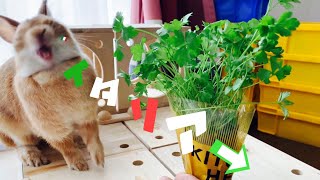 オーガニックのイタリアンパセリを食べた時のうさぎの反応 #633