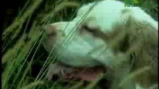 Breed All About It - Clumber Spaniel