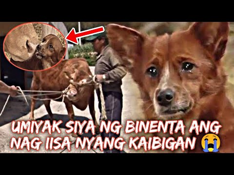 Video: Ang Aso Ay Kaibigan Ng Tao