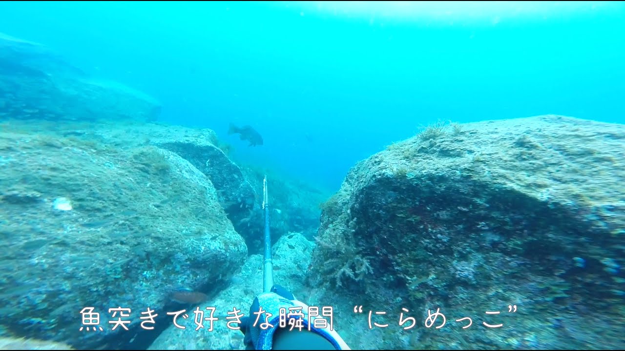 対馬の素潜り漁師 冬の魚突き イシダイ オオモンハタ Youtube