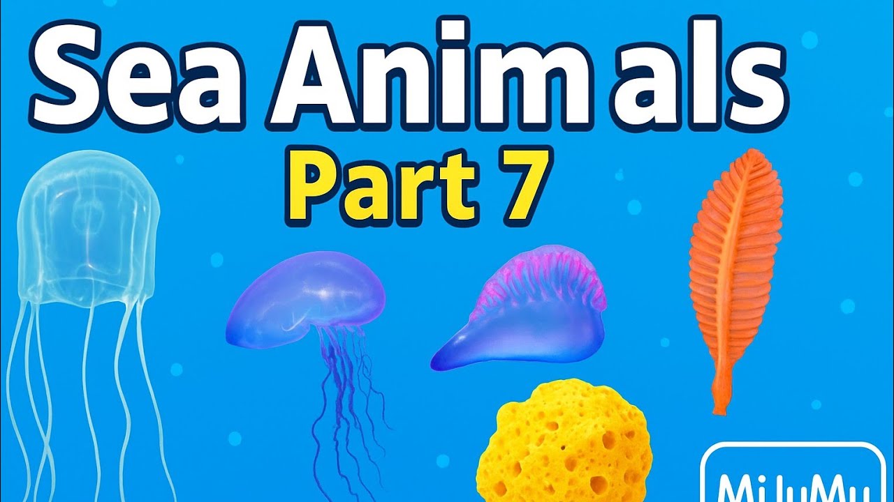 Sea Animals Name in English Part 7 | Sea Pen, Box Jellyfish, Sponge | MiJuMu Entertainment