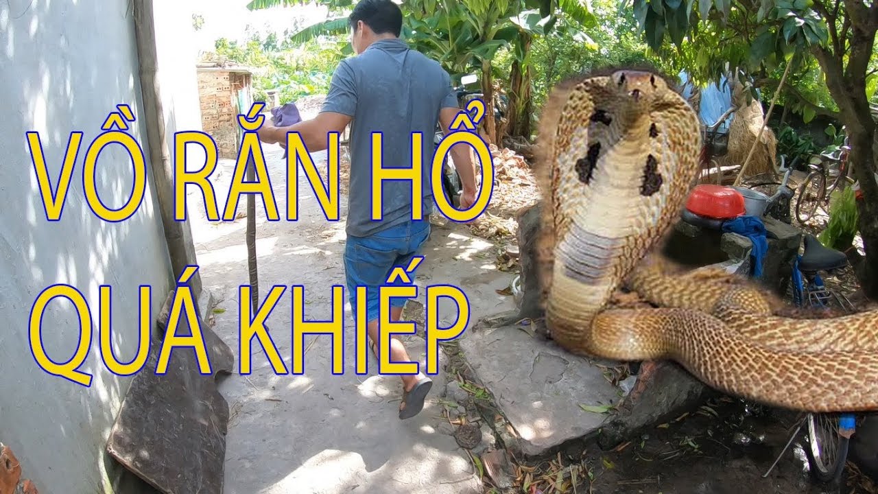 VỒ ĐƯỢC RẮN HỔ MANG . VÀ CÁCH NGÂM RIỆU - YouTube